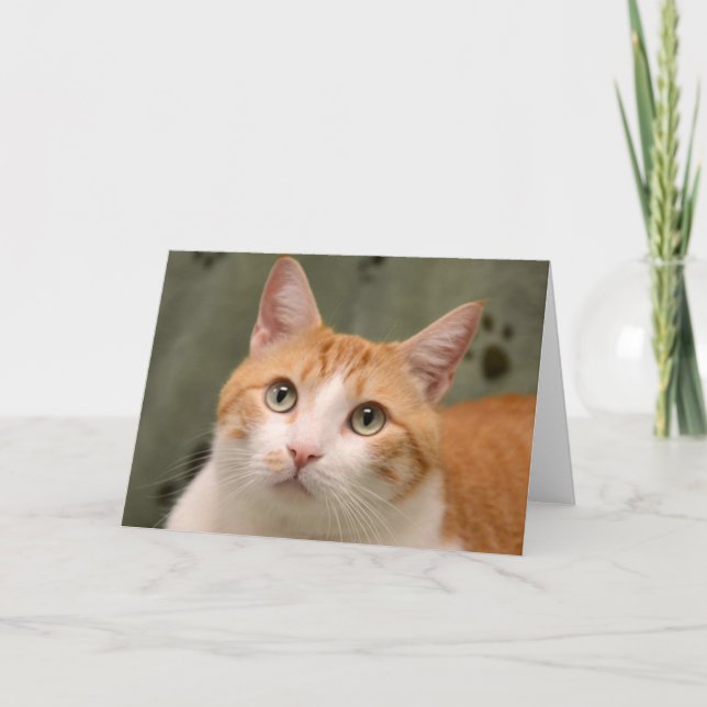 Carte orange et blanche de délivrance de chat de (Devant)