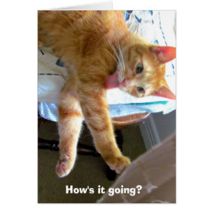 Carte orange folle de chat