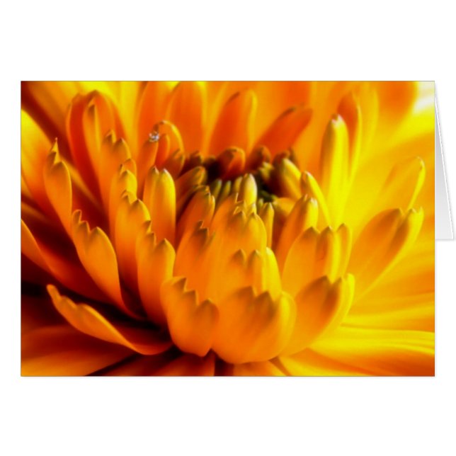 Carte Orange frais #2 (Devant horizontal)