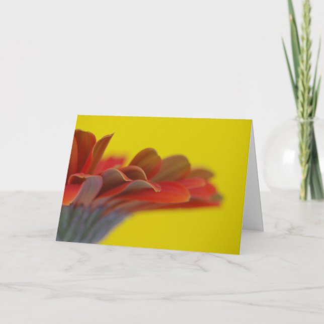 Carte orange Gerbera Daisy (Devant)