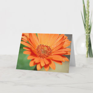 Carte Orange Gerbera Daisy