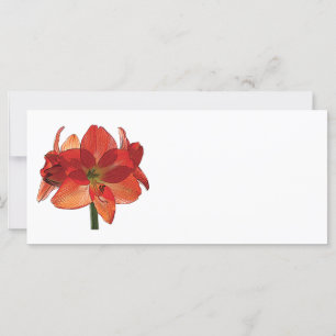 Carte Orange Hippeastrum Amaryllis
