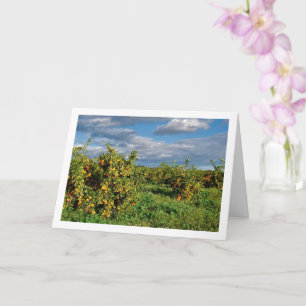 Carte Orange Orchard, Valence, Espagne