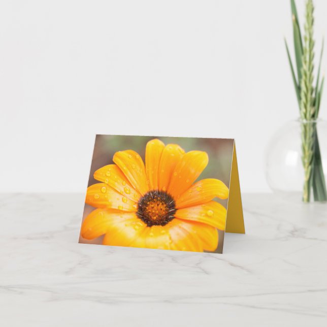Carte Orange Spring Flash African Daisy Close Up Photo (Devant)