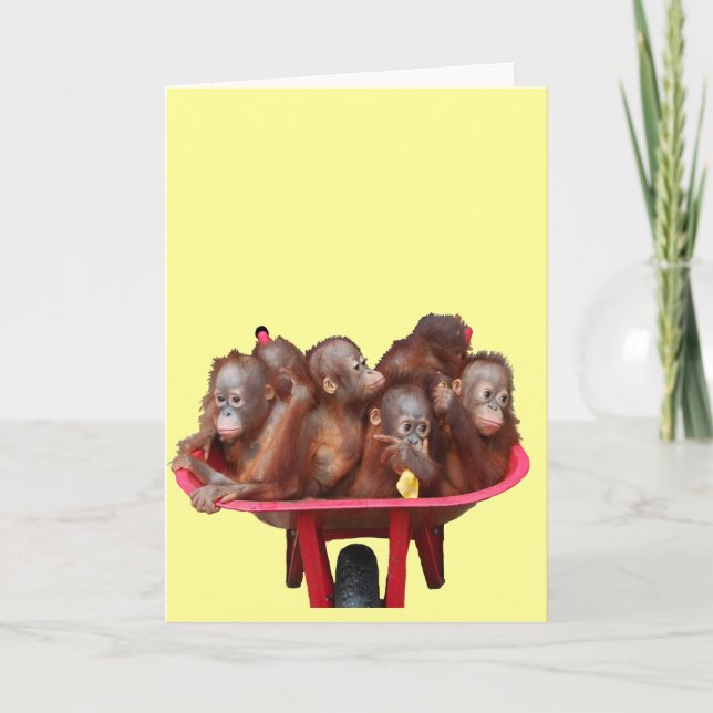 Carte orangs-outans (Devant)