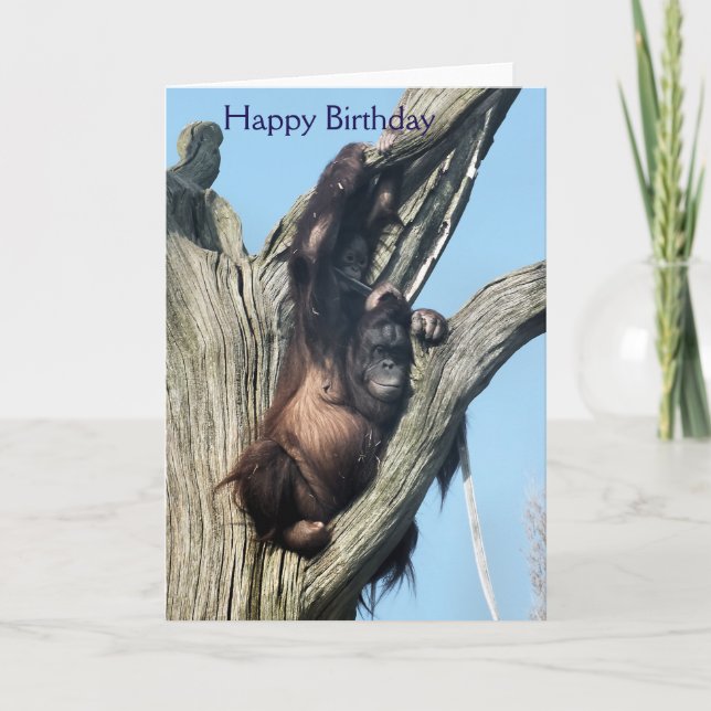 CARTE ORANGUTANS (Devant)