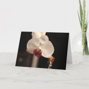Carte Orchidée blanche et rose "Joyeux anniversaire !" S