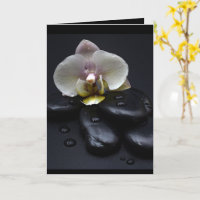 Orchidée Blanche Sur Pierres Noires