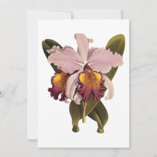 Carte Orchidée Cattleya Violette Vintage, Fleurs Tropica
