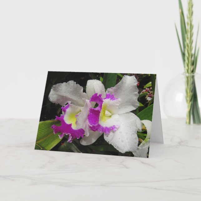 Carte Orchidée de Cattleya (Devant)