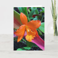 Orchidée de Cattleya
