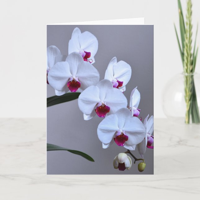 Carte Orchidée de Phalaenopsis (Devant)