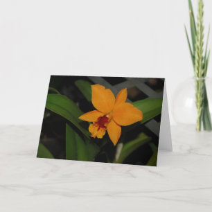 Carte Orchidée orange