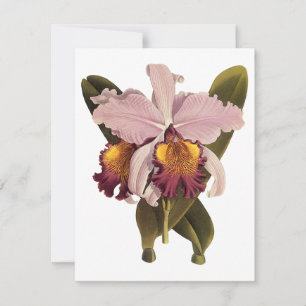 Carte Orchidée vintage violette Cattleya, Fleurs tropica