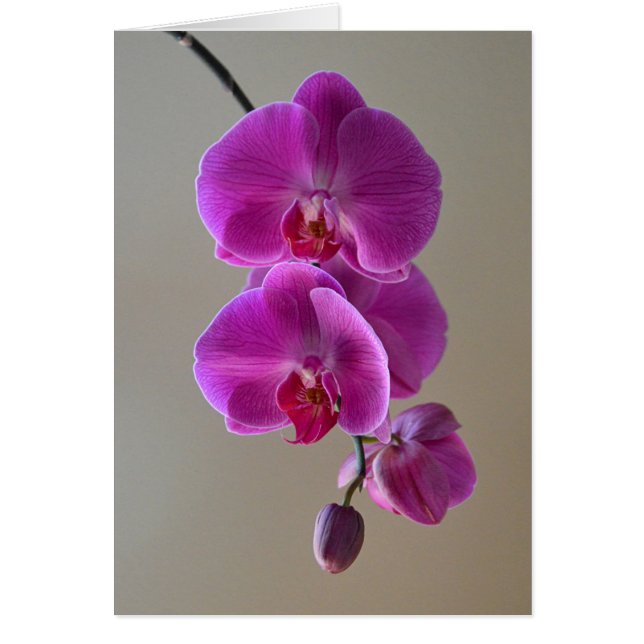 Carte orchidée Violet Phalaenopsis (Devant)
