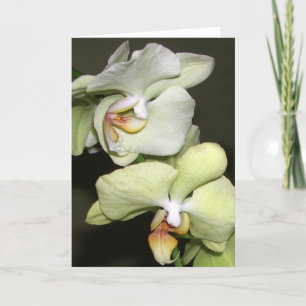 Carte Orchidées