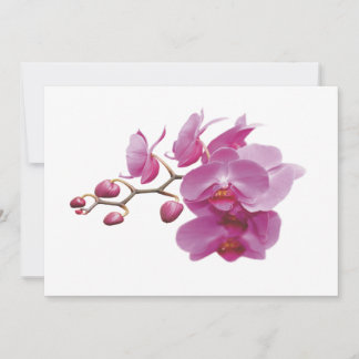 Carte Orchidées Packages Mariages bon marché ensembles d