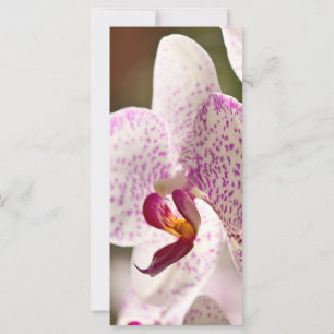 Carte Orchidées par Shirley Taylor