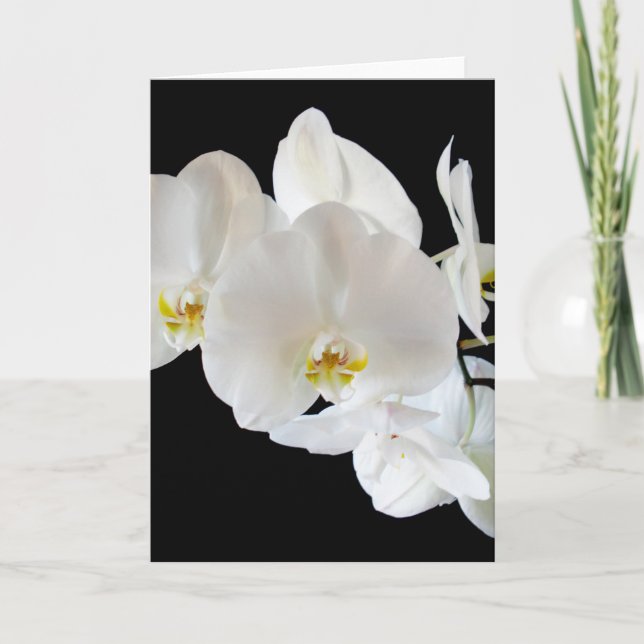 Carte Orchidées Phalaenopsis Blanches (Devant)