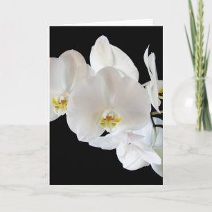 Carte Orchidées Phalaenopsis Blanches