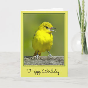 Carte Oriole de Baltimore - Photographie originale