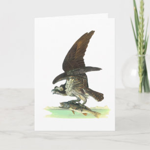 Carte : Osprey - John Audubon