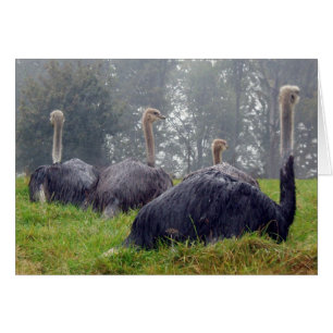 Carte Ostrich