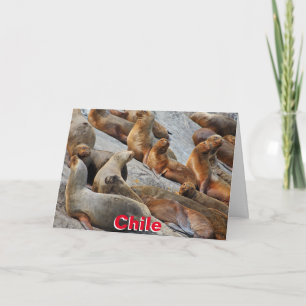 Carte Otarie de Patagonie, Chili
