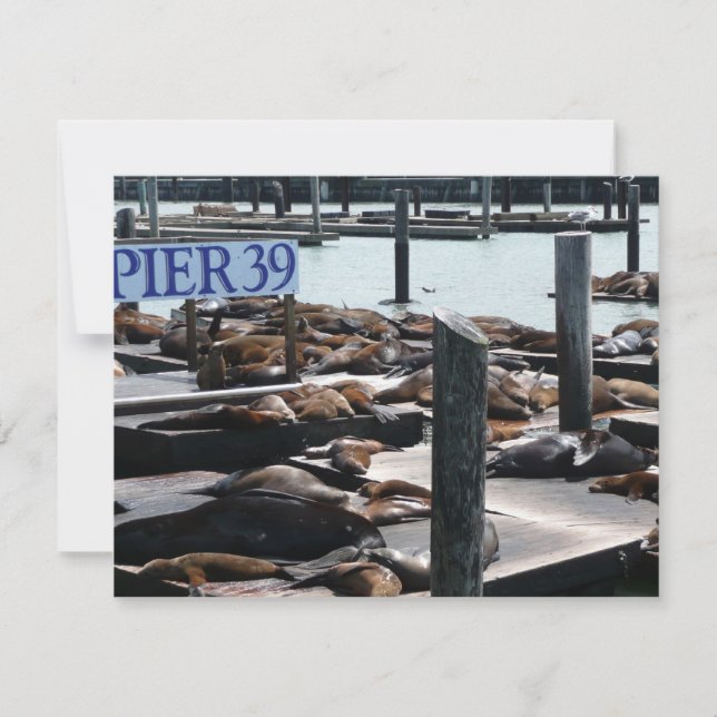 Carte Otaries du quai 39 (Devant)
