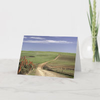 Otaries florales près de Caledon, Western Cape