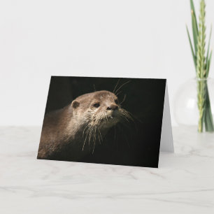 Carte Otter