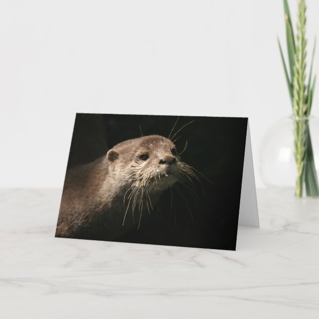 Carte Otter (Devant)