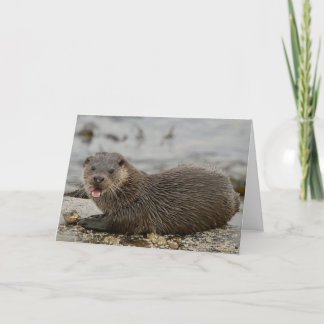 Carte Otter