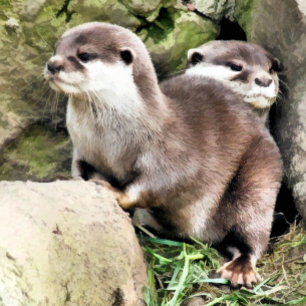 CARTE OTTERS