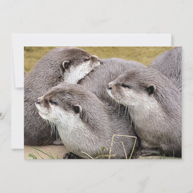 CARTE OTTERS COUPÉS (Devant)