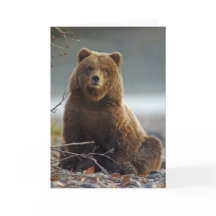 Ours Brown d'Alaska chez Kenai NWR, Alaska