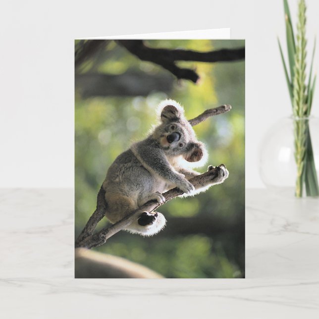 Carte Ours de koala (Devant)