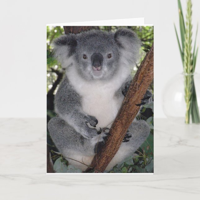 Carte Ours Koalas (Devant)