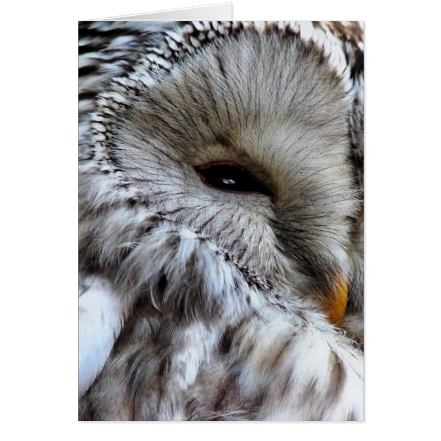 CARTE OWLS (Devant)