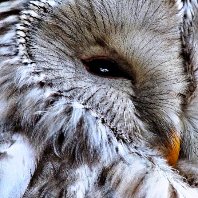 CARTE OWLS (A beautiful owl just keeping an eye on things. )