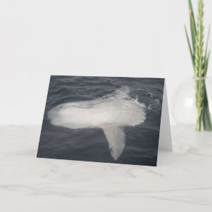 Carte Pacific Sunfish (Mola mola)