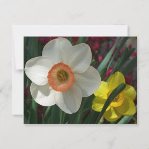 Carte Pair of Daffodils Pink and Yellow Spring Flowers