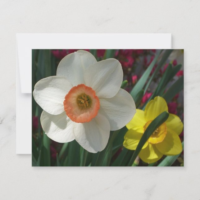 Carte Pair of Daffodils Pink and Yellow Spring Flowers (Devant)