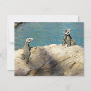 Carte Paire de Iguanas Photographie de la faune tropical