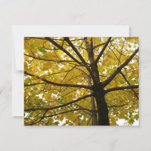 Carte Paire d'érables jaunes Nature d'automne