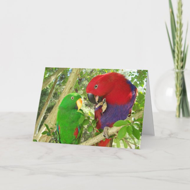 Carte Paires d'Eclectus (Devant)