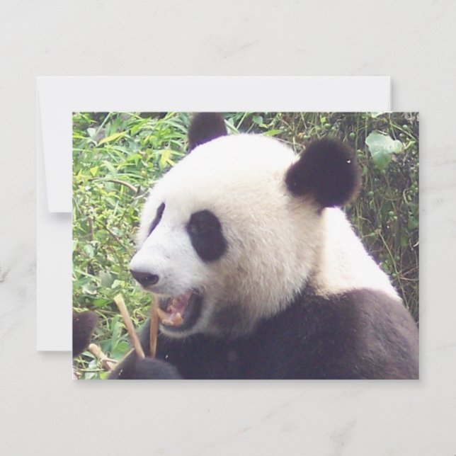 Carte Panda (Devant)