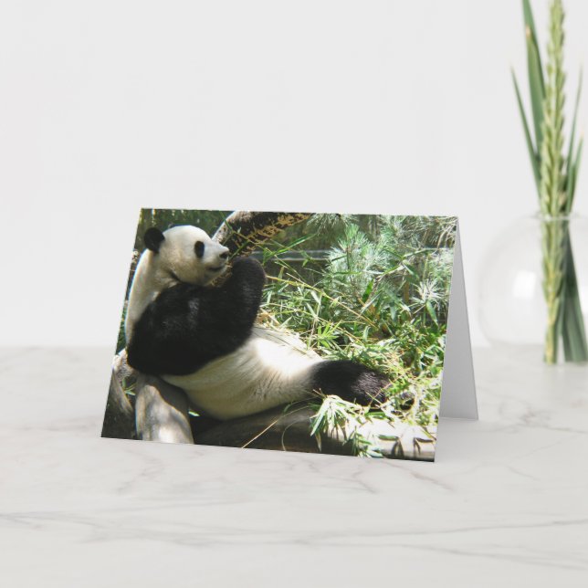 Carte Panda au zoo de San Diego (Devant)