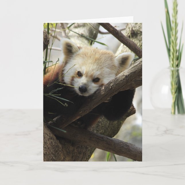 Carte Panda rouge (Devant)