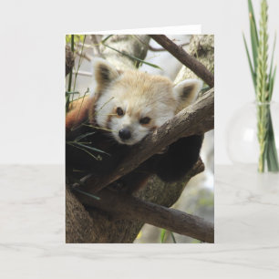 Carte Panda rouge